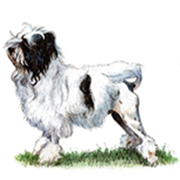Lowchen (Little Lion Dog) - Click Image to Close